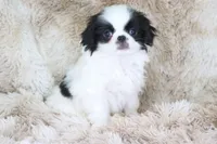 Kobe, a male Japanese Chin for sale in Wheaton, MO – Photo 1 of 9