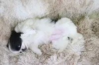 Kobe, a male Japanese Chin for sale in Wheaton, MO – Photo 8 of 9