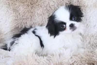 Kobe, a male Japanese Chin for sale in Wheaton, MO – Photo 5 of 9