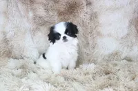 Kobe, a male Japanese Chin for sale in Wheaton, MO – Photo 6 of 9