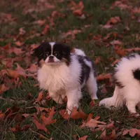 Georgie, a male Japanese Chin for sale in Wheaton, MO – Photo 2 of 8