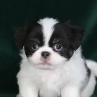 Georgie, a male Japanese Chin for sale in Wheaton, MO – Photo 8 of 8