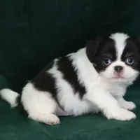 Georgie, a male Japanese Chin for sale in Wheaton, MO – Photo 4 of 8