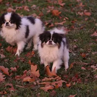 Georgie, a male Japanese Chin for sale in Wheaton, MO – Photo 3 of 8