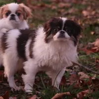 Georgie, a male Japanese Chin for sale in Wheaton, MO – Photo 1 of 8