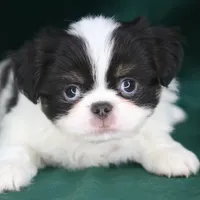 Georgie, a male Japanese Chin for sale in Wheaton, MO – Photo 7 of 8