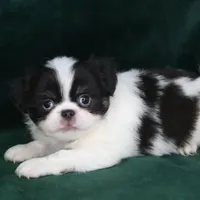 Georgie, a male Japanese Chin for sale in Wheaton, MO – Photo 5 of 8