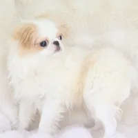 Emi, a female Japanese Chin for sale in Wheaton, MO – Photo 4 of 7