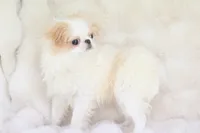 processed/4a16e0b8-ecda-4541-b343-02f879b7508f/listing/7da2c714-6824-4900-89e2-fe783759a399/4478d1f2-e0f5-44b3-82a7-58bb8516a4a6