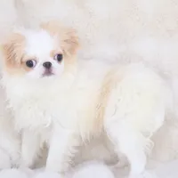 Emi, a female Japanese Chin for sale in Wheaton, MO – Photo 5 of 7