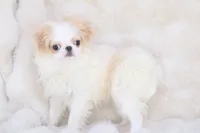 processed/4a16e0b8-ecda-4541-b343-02f879b7508f/listing/7da2c714-6824-4900-89e2-fe783759a399/7d7ad5ab-6de8-46de-9165-e3f572a34bf5