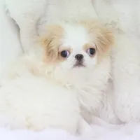 Emi, a female Japanese Chin for sale in Wheaton, MO – Photo 2 of 7