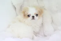 processed/4a16e0b8-ecda-4541-b343-02f879b7508f/listing/7da2c714-6824-4900-89e2-fe783759a399/80cb3ad7-d897-4aa8-88d6-e13a6dfc5475