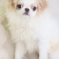 Emi, a female Japanese Chin for sale in Wheaton, MO – Photo 6 of 7