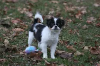 Layla, a female Japanese Chin for sale in Wheaton, MO – Photo 2 of 10