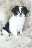 Layla, a female Japanese Chin for sale in Wheaton, MO – Photo 8 of 10