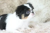 Layla, a female Japanese Chin for sale in Wheaton, MO – Photo 6 of 10