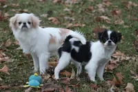 Layla, a female Japanese Chin for sale in Wheaton, MO – Photo 5 of 10