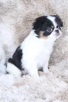 Layla, a female Japanese Chin for sale in Wheaton, MO – Photo 9 of 10