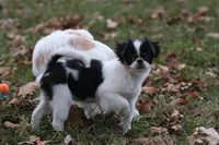 Layla, a female Japanese Chin for sale in Wheaton, MO – Photo 4 of 10