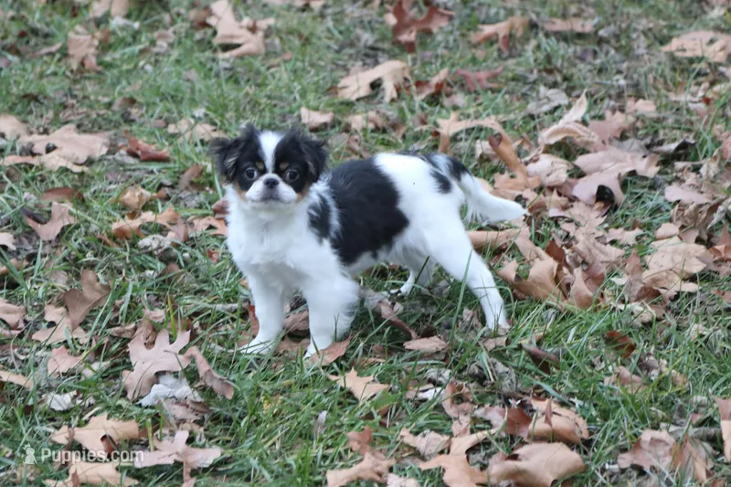 Layla, a female Japanese Chin for sale in Wheaton, MO – Photo 1 of 10