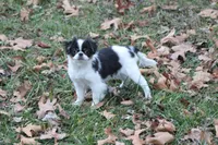 Layla, a female Japanese Chin for sale in Wheaton, MO – Photo 1 of 10