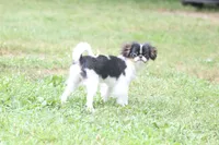 Otis, a male Japanese Chin for sale in Wheaton, MO – 5 of 10