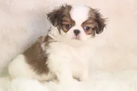 Franklin, a male Japanese Chin for sale in Wheaton, MO – 1 of 9
