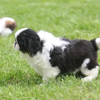Kota, a male Japanese Chin for sale in Wheaton, MO – Photo 7 of 8