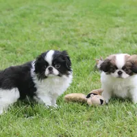 Kota, a male Japanese Chin for sale in Wheaton, MO – Photo 5 of 8