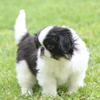 Kota, a male Japanese Chin for sale in Wheaton, MO – Photo 2 of 8
