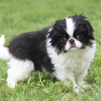 Kota, a male Japanese Chin for sale in Wheaton, MO – Photo 3 of 8