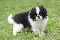 processed/4a16e0b8-ecda-4541-b343-02f879b7508f/listing/8255985e-fa92-4a9c-b1f9-65d7276ad0e1/43c2092c-fd88-44be-9196-32c5db960dce