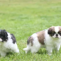 Kota, a male Japanese Chin for sale in Wheaton, MO – Photo 8 of 8
