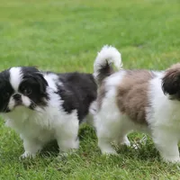 Kota, a male Japanese Chin for sale in Wheaton, MO – Photo 4 of 8