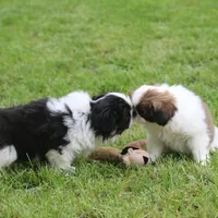 Kota, a male Japanese Chin for sale in Wheaton, MO – Photo 6 of 8