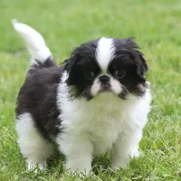 Kota, a male Japanese Chin for sale in Wheaton, MO – Photo 1 of 8