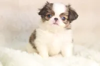 Mochi, a male Japanese Chin for sale in Wheaton, MO – 6 of 8