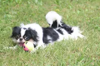 Tiny Tim, a male Japanese Chin for sale in Wheaton, MO – 1 of 6