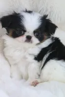 Hamlet, a male Japanese Chin for sale in Wheaton, MO – Photo 5 of 6