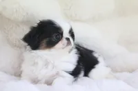 Hamlet, a male Japanese Chin for sale in Wheaton, MO – Photo 2 of 6