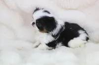 Hamlet, a male Japanese Chin for sale in Wheaton, MO – Photo 3 of 6