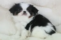 Hamlet, a male Japanese Chin for sale in Wheaton, MO – Photo 4 of 6