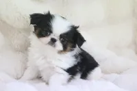 Hamlet, a male Japanese Chin for sale in Wheaton, MO – Photo 1 of 6