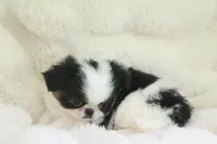 Hamlet, a male Japanese Chin for sale in Wheaton, MO – Photo 6 of 6