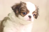 Franklin, a male Japanese Chin for sale in Wheaton, MO – 6 of 9