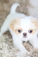 Birdie, a female Japanese Chin for sale in Wheaton, MO – Photo 5 of 9