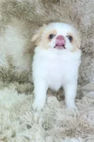 Birdie, a female Japanese Chin for sale in Wheaton, MO – Photo 4 of 9