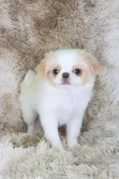 Birdie, a female Japanese Chin for sale in Wheaton, MO – Photo 8 of 9