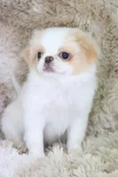 Birdie, a female Japanese Chin for sale in Wheaton, MO – Photo 6 of 9